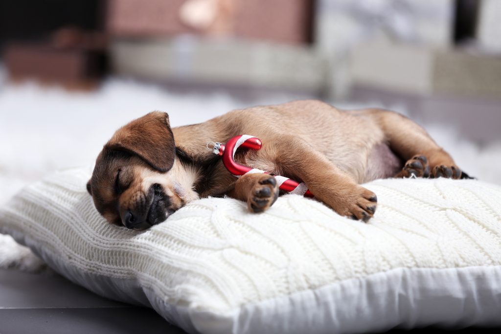 puppy with ornament