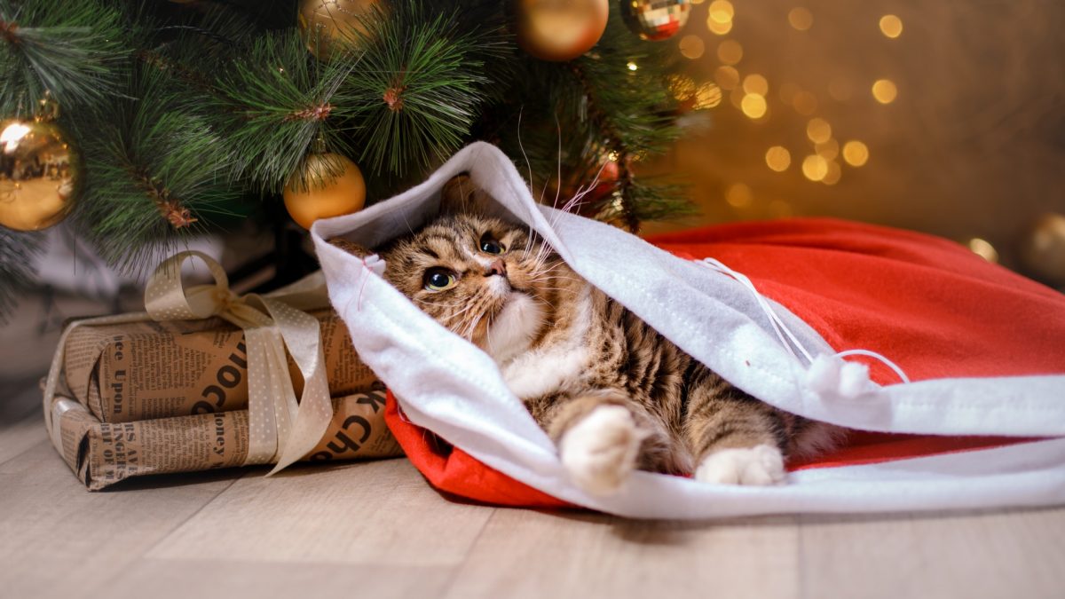 Unleash Your Pet’s Holiday Joy