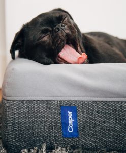 Puppy yawning on dog bed