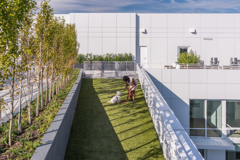 Rooftop dog and pet park