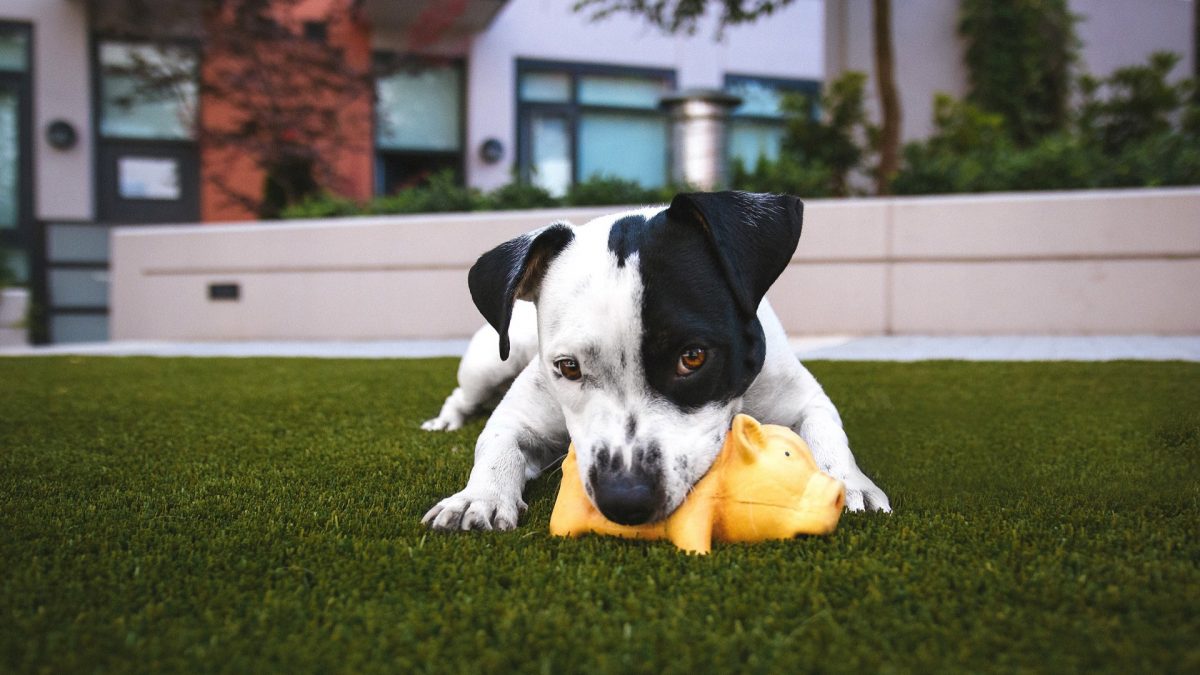 Play Nice: The Ultimate Guide to Dog Etiquette