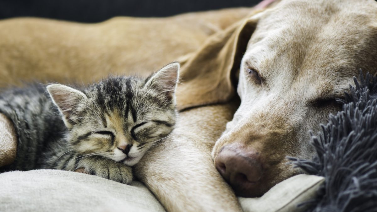 Why can’t we be friends? Introducing cats & dogs