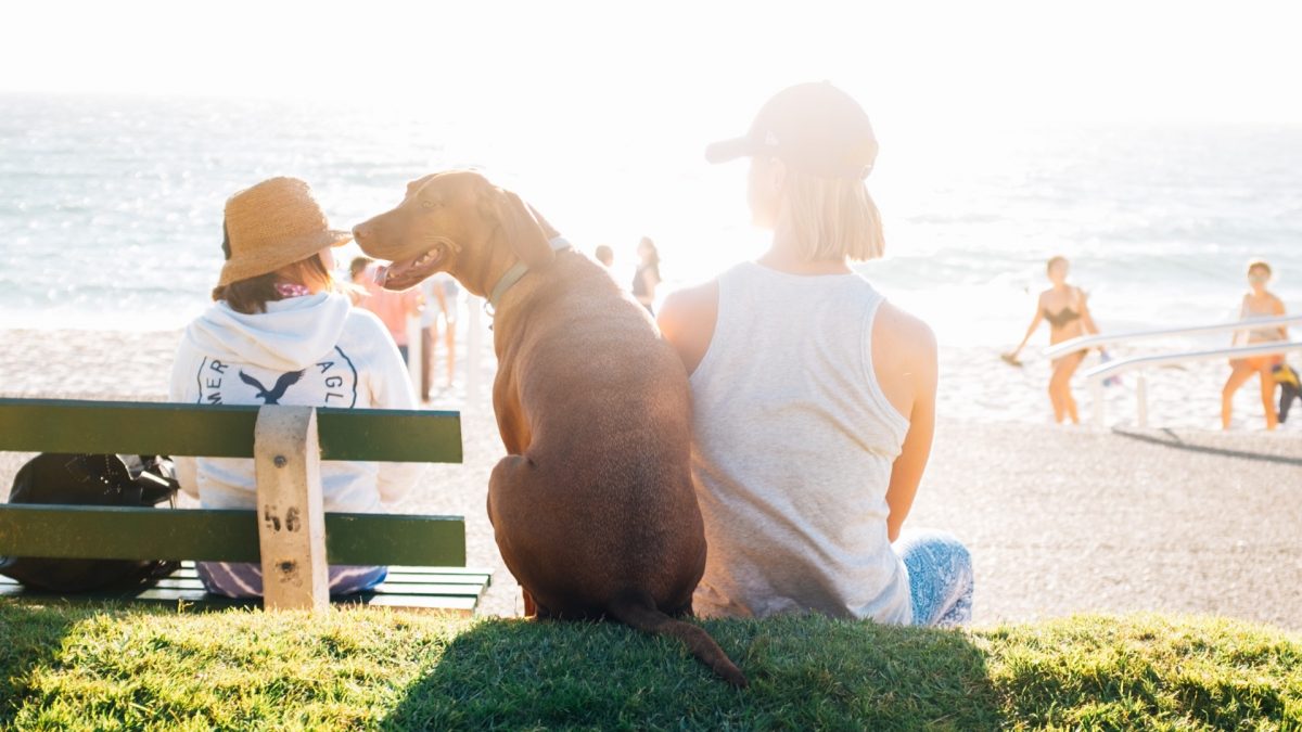 A Pet Owners Guide to Vacationing
