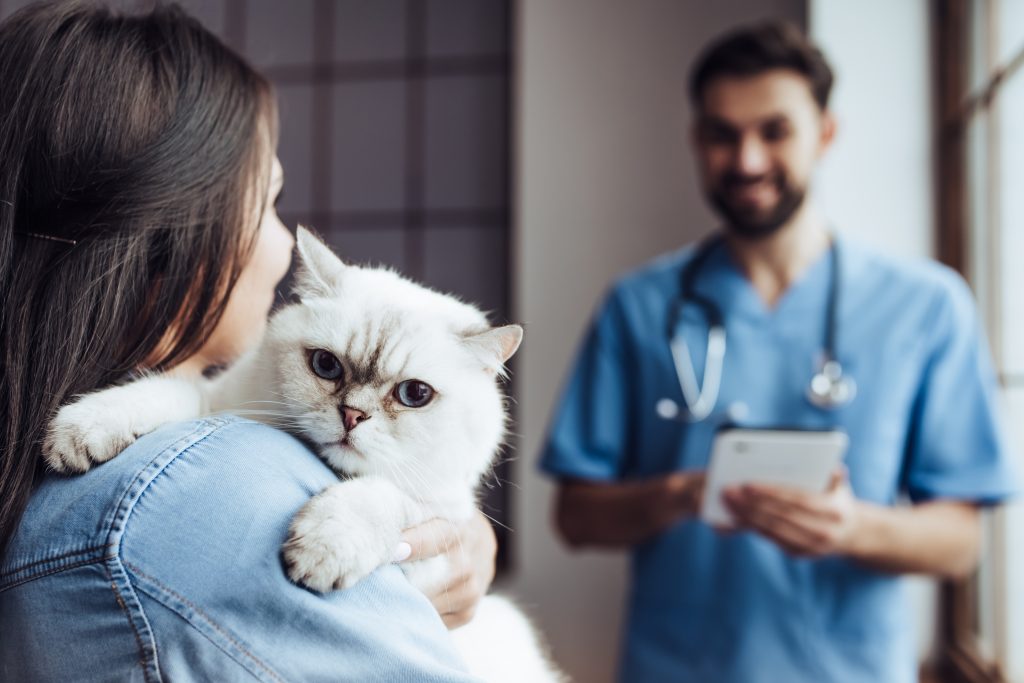 veterinarian examining cat with owner