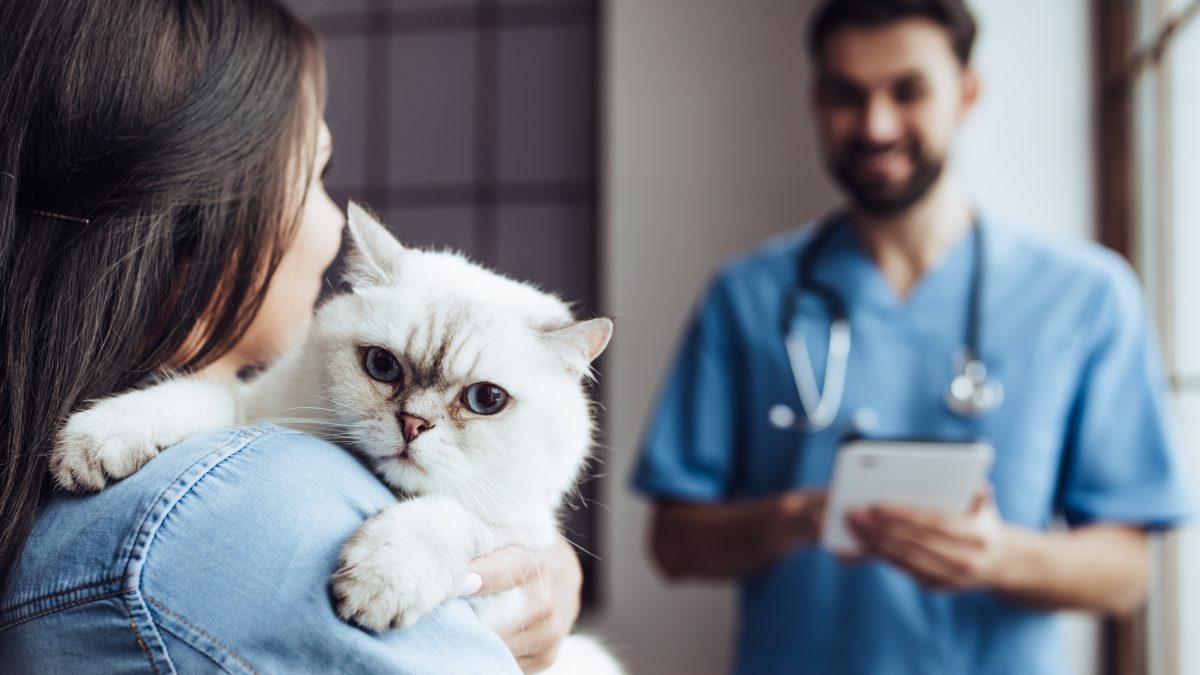 What to Look for When Finding a New Vet