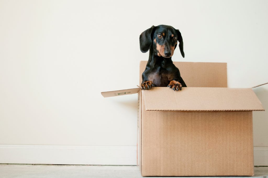 dog in cardboard moving box